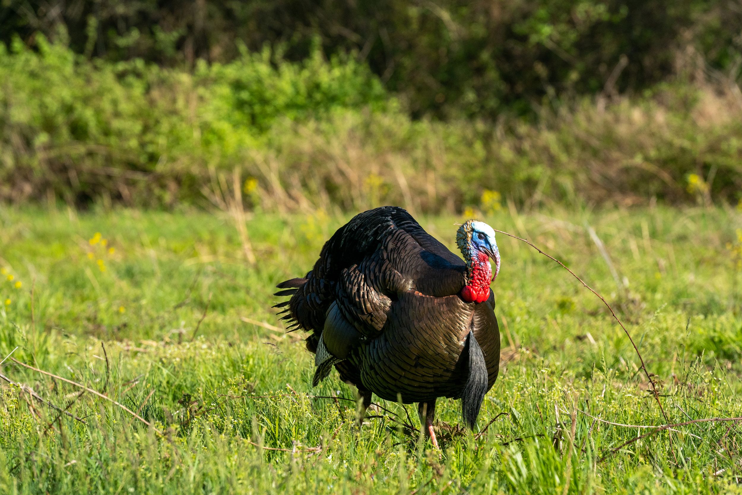 Wild turkeys foraging in green grass during springtime.
