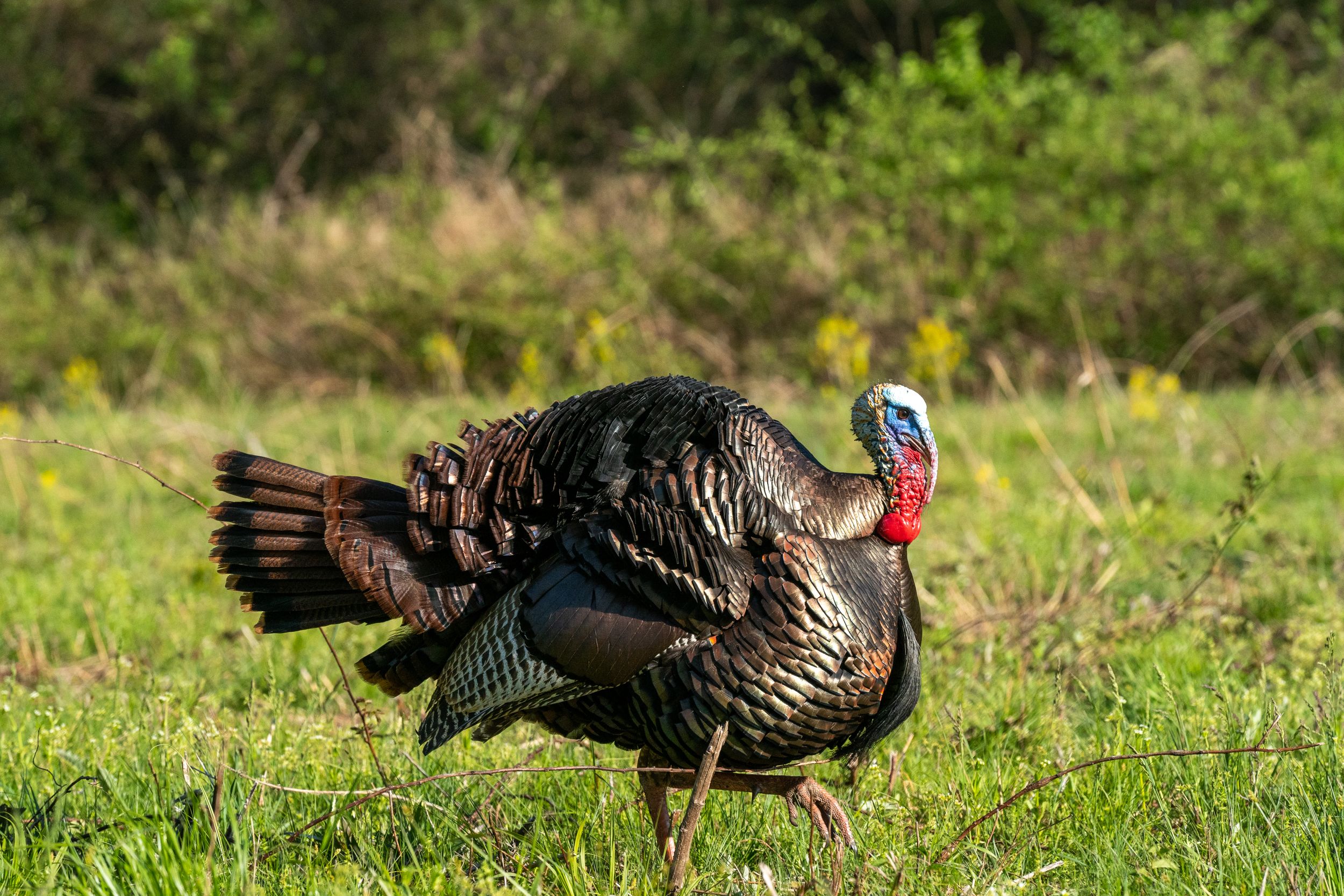 Three wild turkeys walking through a grassy field in bright sunlight.