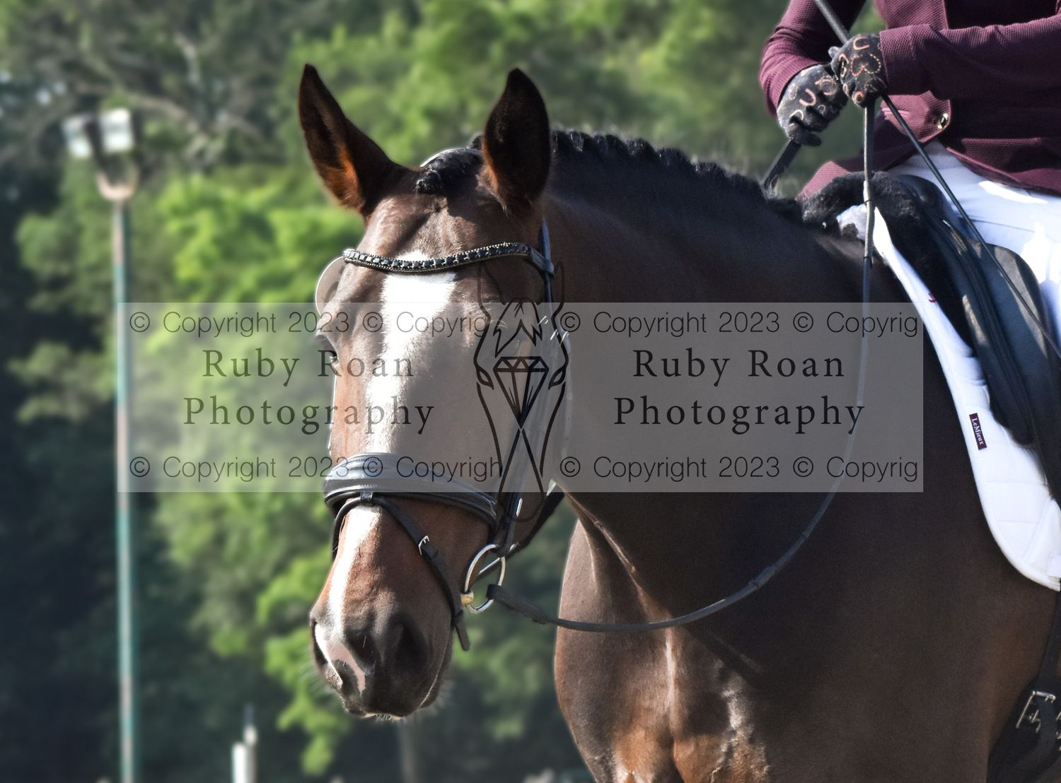 horse looking at camera to left