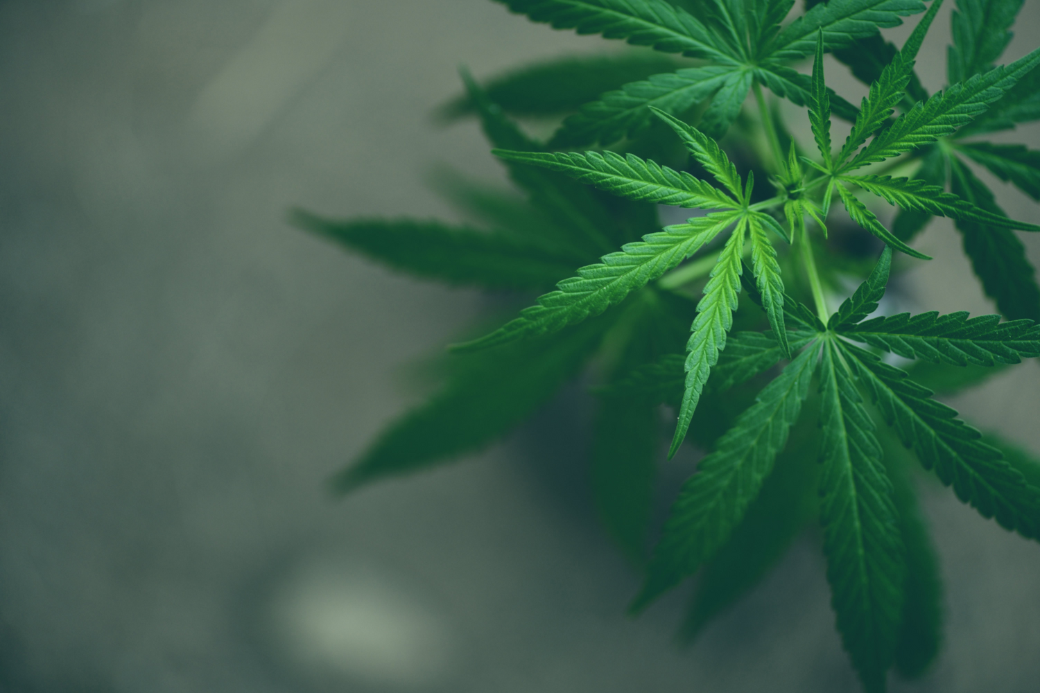Weed Plant