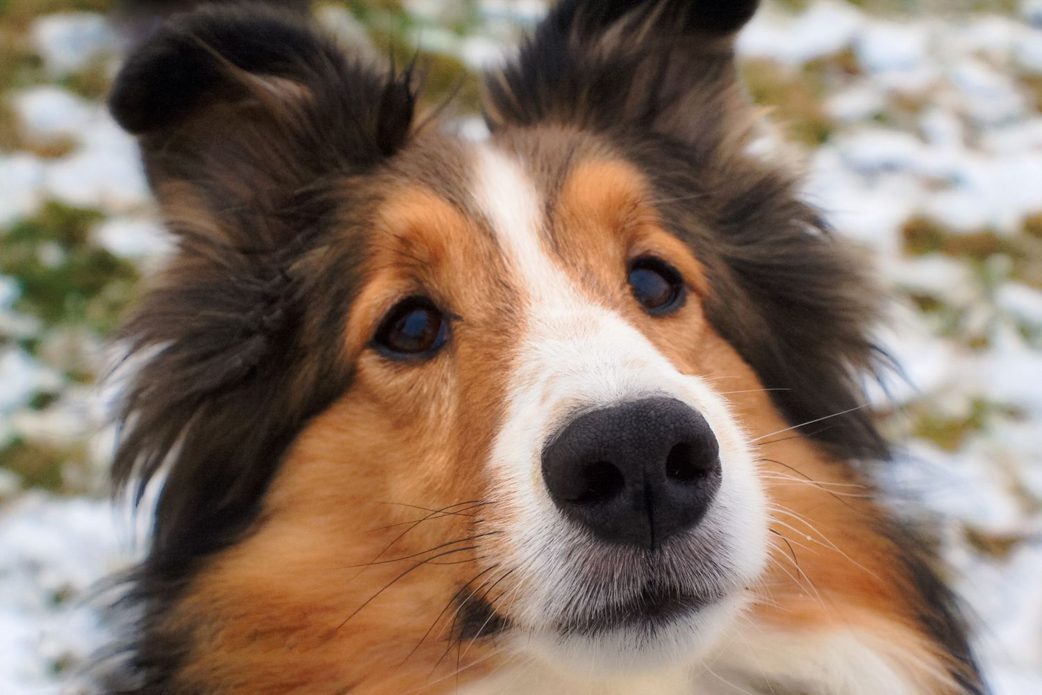 Close up of dog.