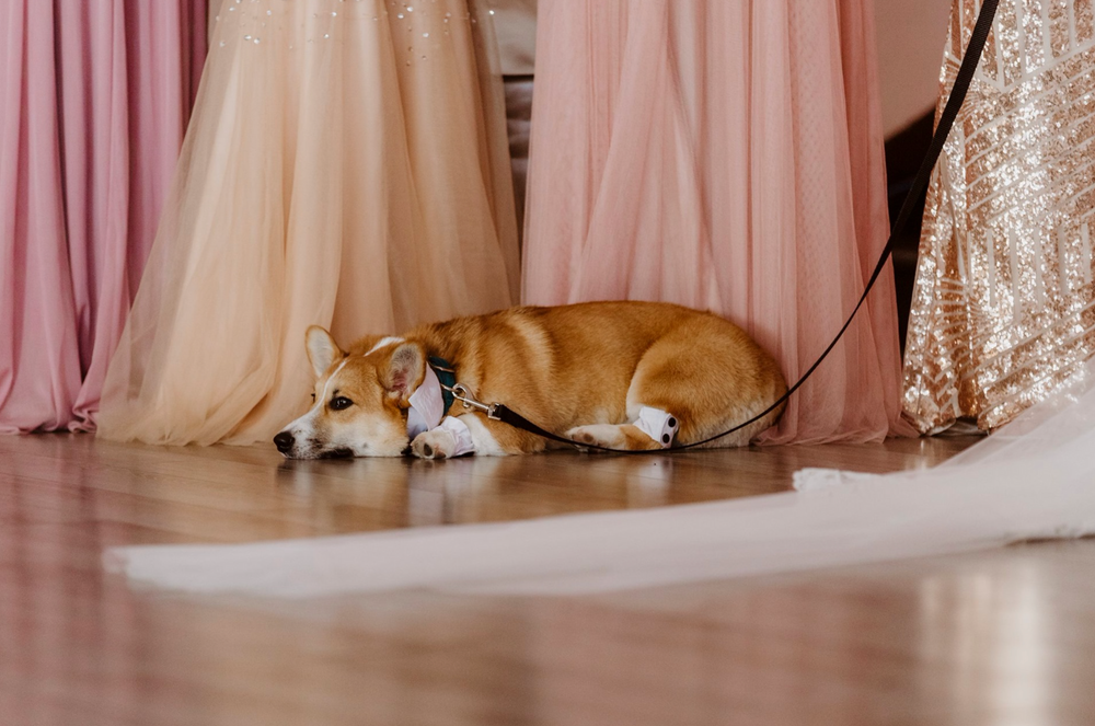 Sleeping corgi dog resting on floor near pink and gold wedding decorations.