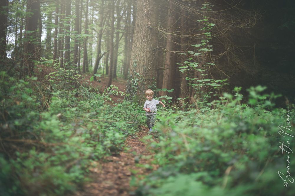 Derrycassin Woods Longford