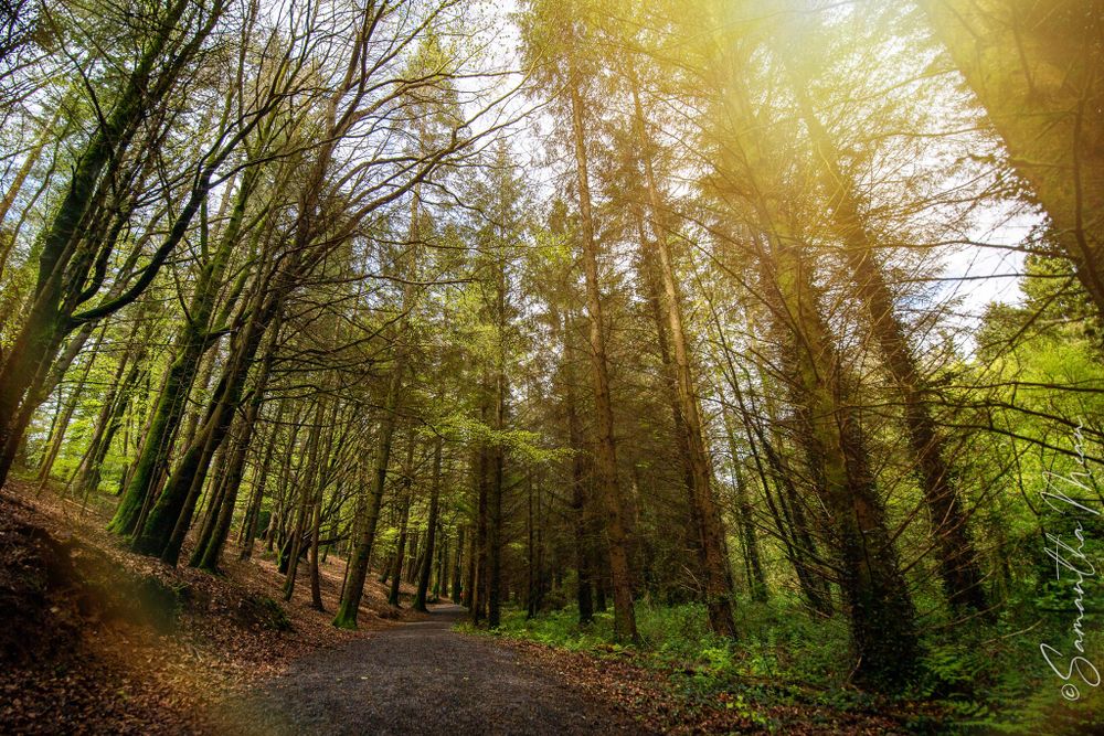 Derrycassin Woods Longford