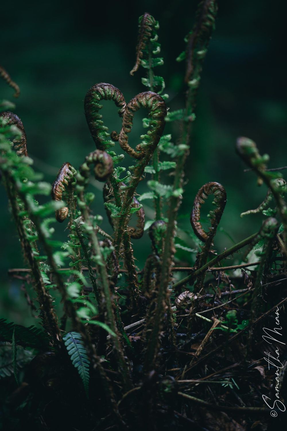 Derrycassin Woods Longford