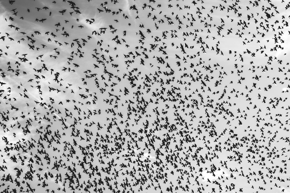 Black and white view of a massive flock of birds flying across the sky.