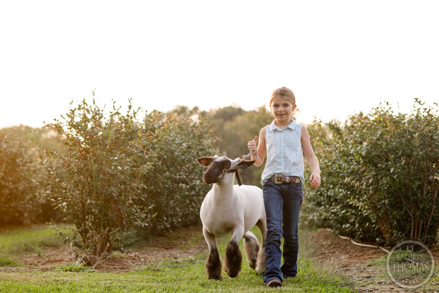 Young exhibitor walks with white show lamb in grassy field during sunset.
