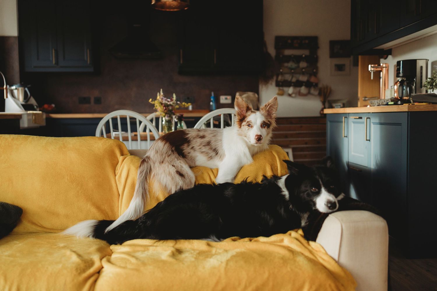 A black and white cat lounges on a yellow couch next to two small dogs in a cozy kitchen setting.