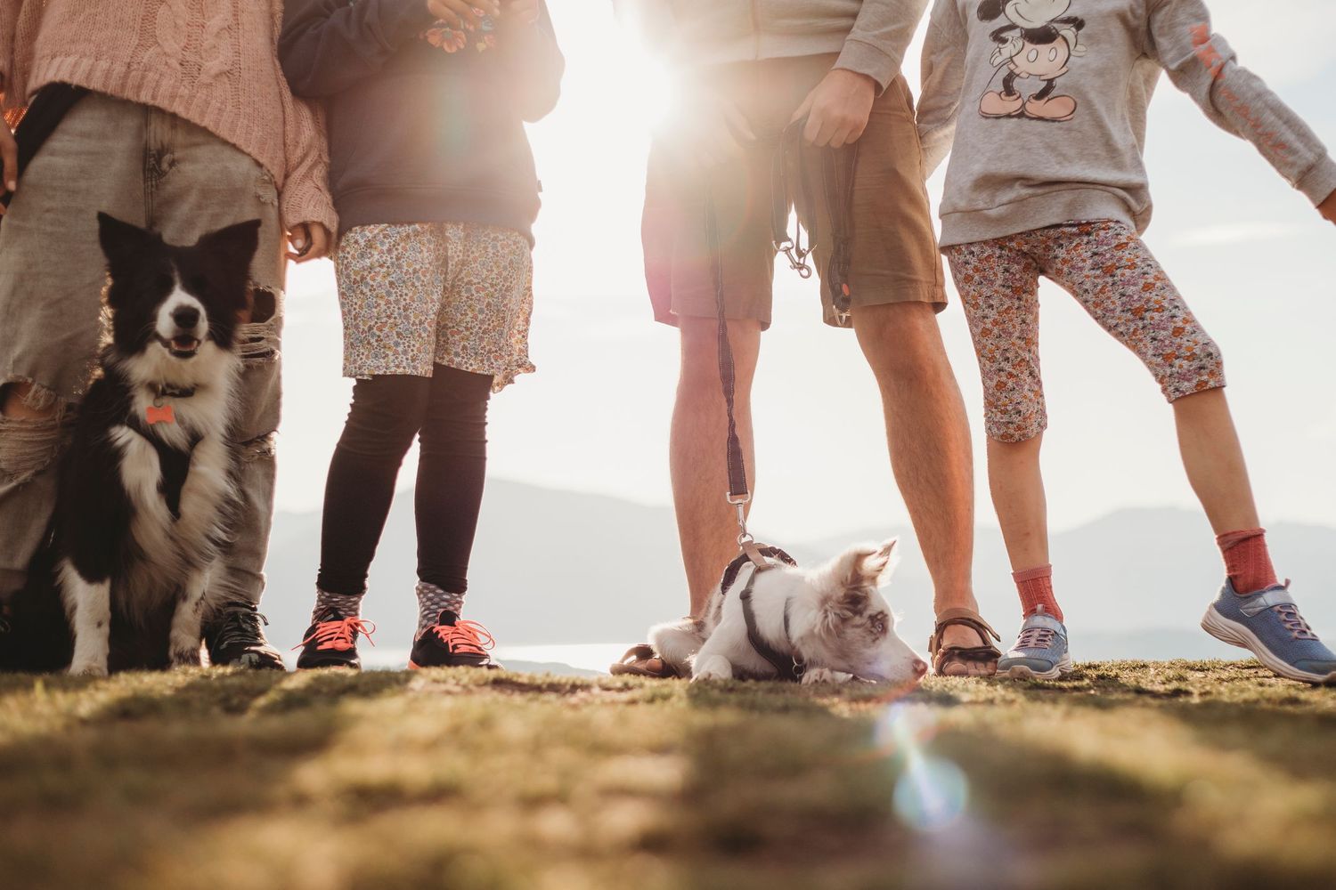 Group of people and dogs silhouetted against bright sunlight on a beach.