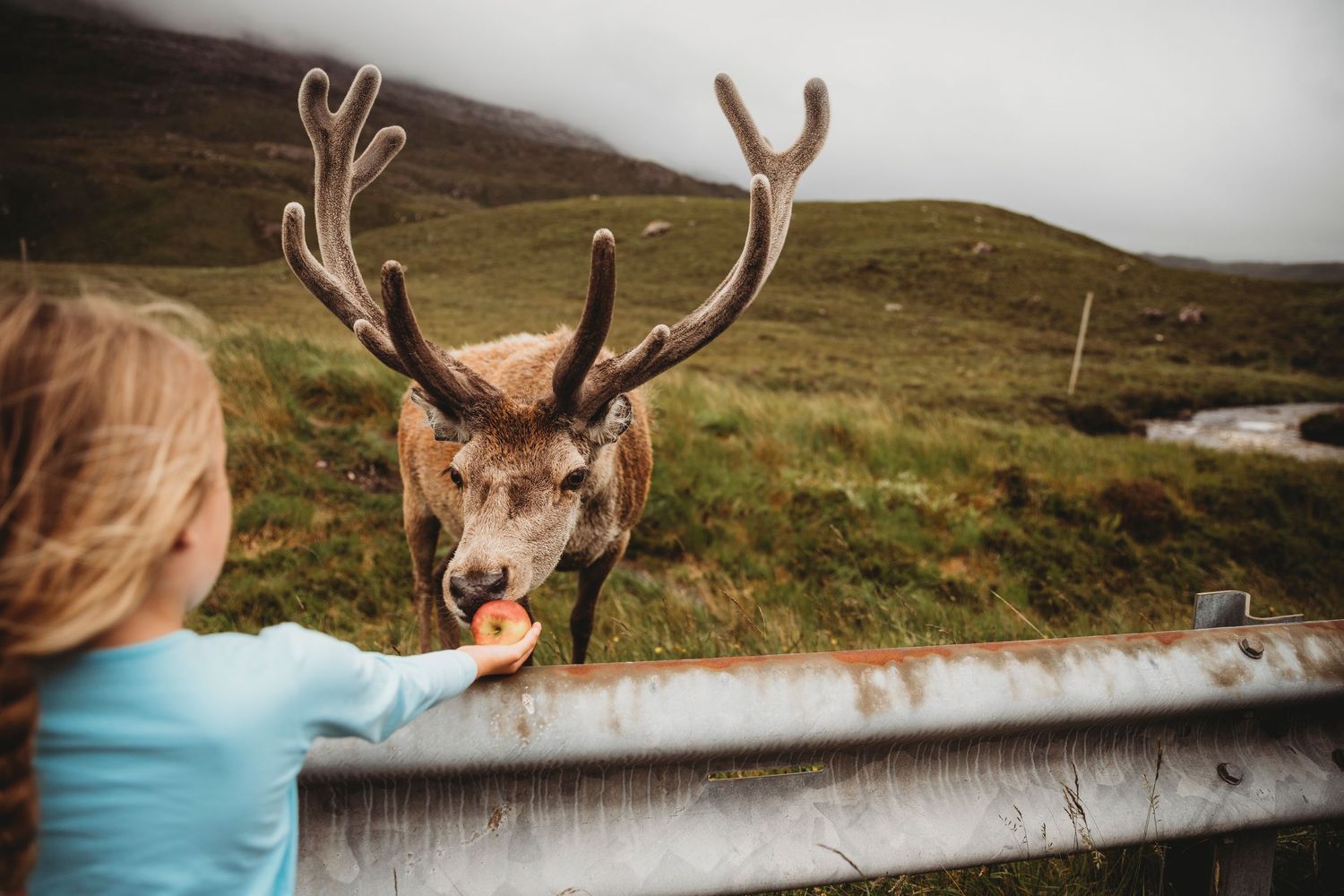 Close encounter with wild deer reaching over fence in Scottish highlands.