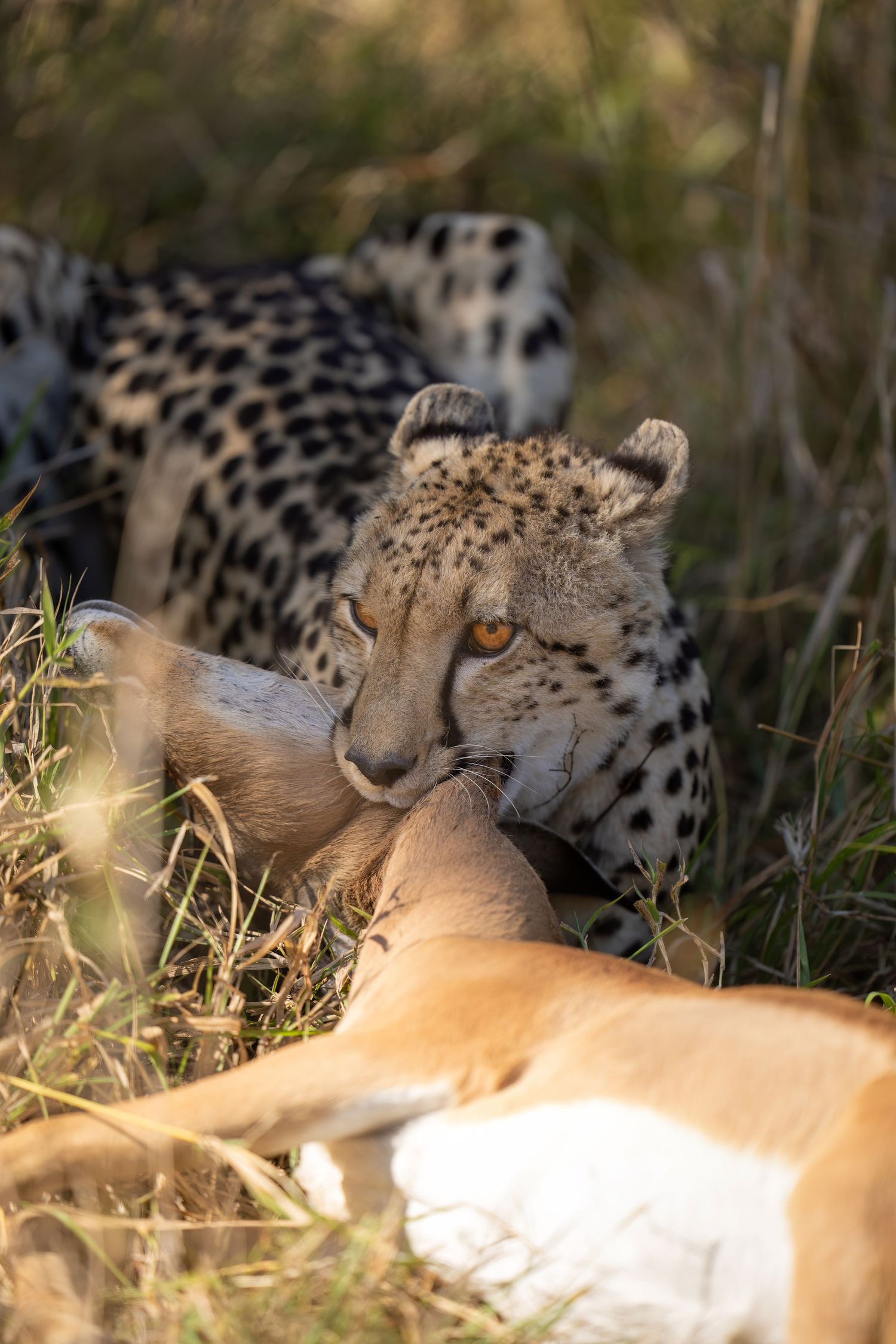 Cheetah rests beside fresh impala kill in savanna grass.