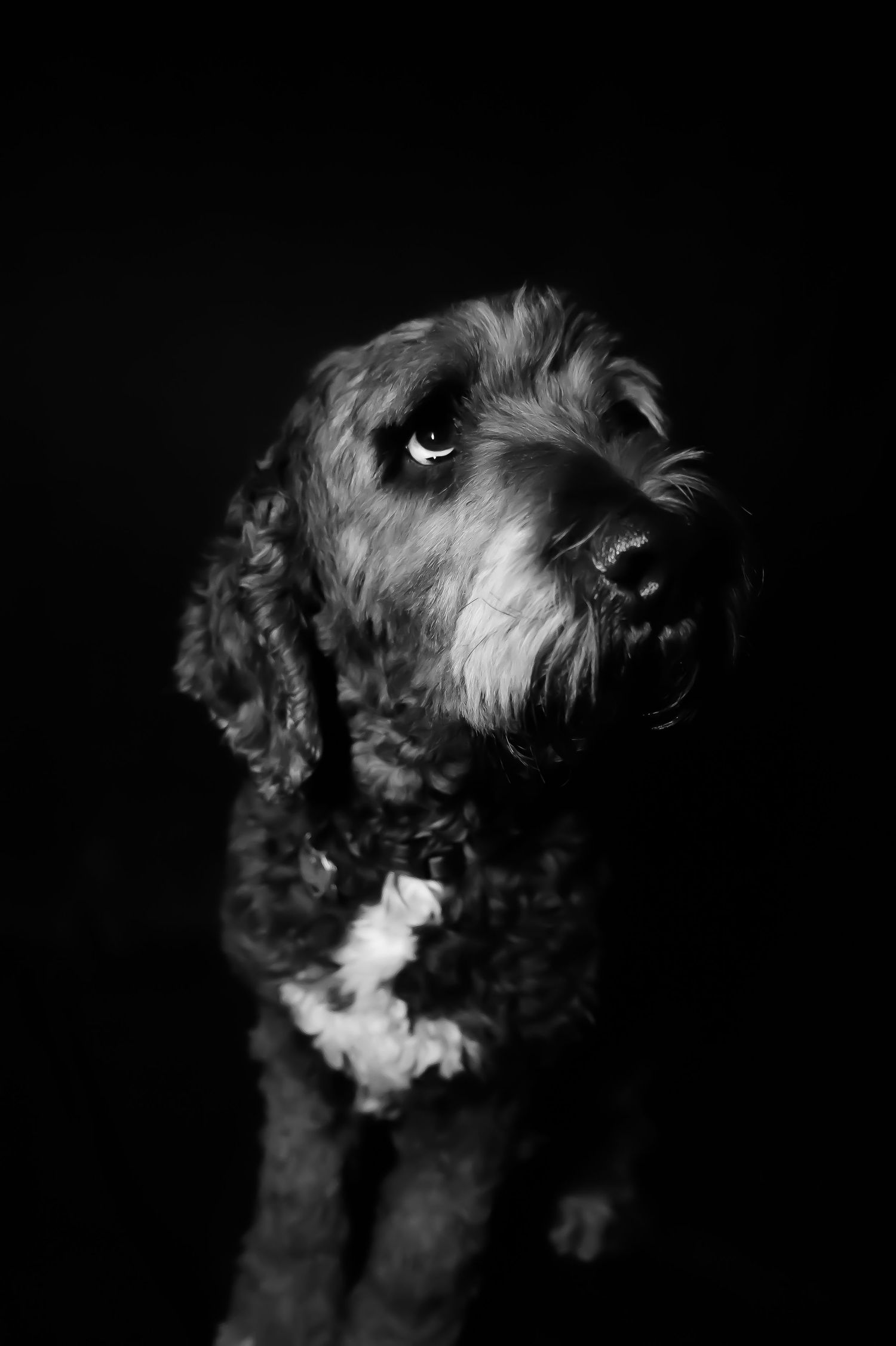 Moody low-key portrait of a shaggy dog with expressive eyes in dramatic black and white.