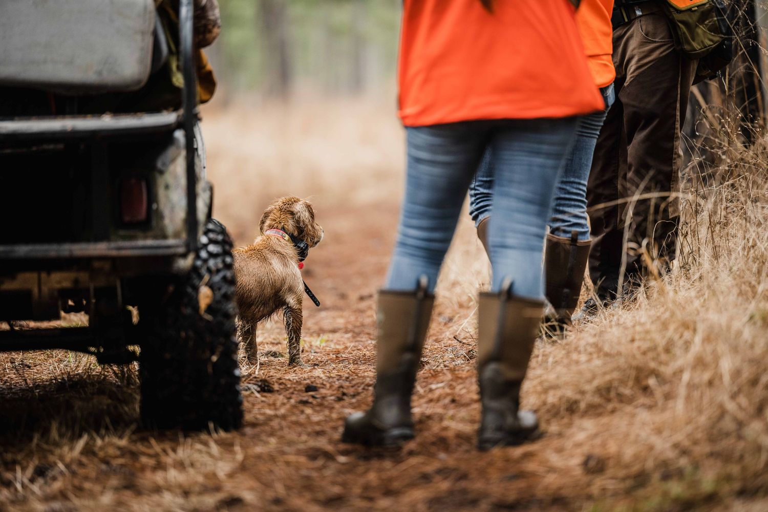 Hunters in orange safety gear and camouflage walking through tall grass.