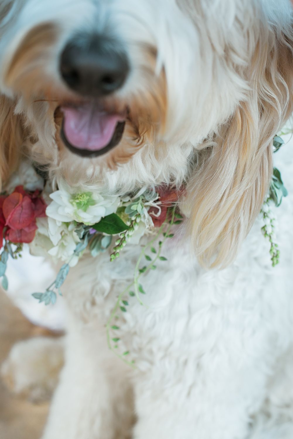 Close up of floral collar on a shaggy dog