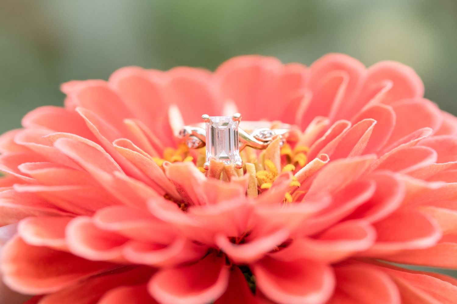 Engagement ring nestled in center of coral zinnia flower macro shot.