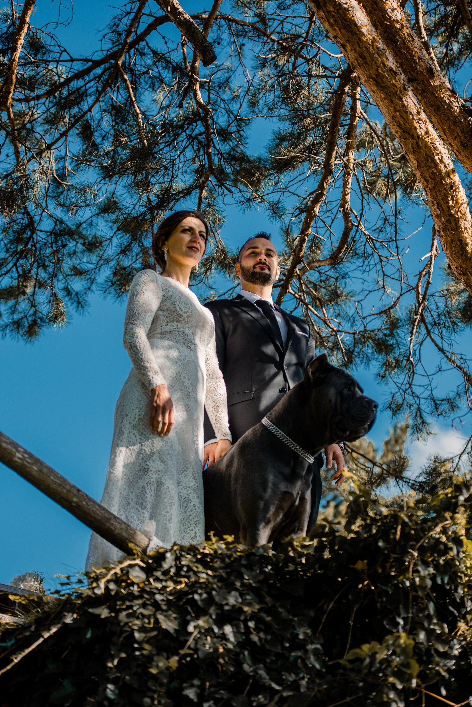 Wedding couple photographed from below against bright blue sky and pine tree branches.