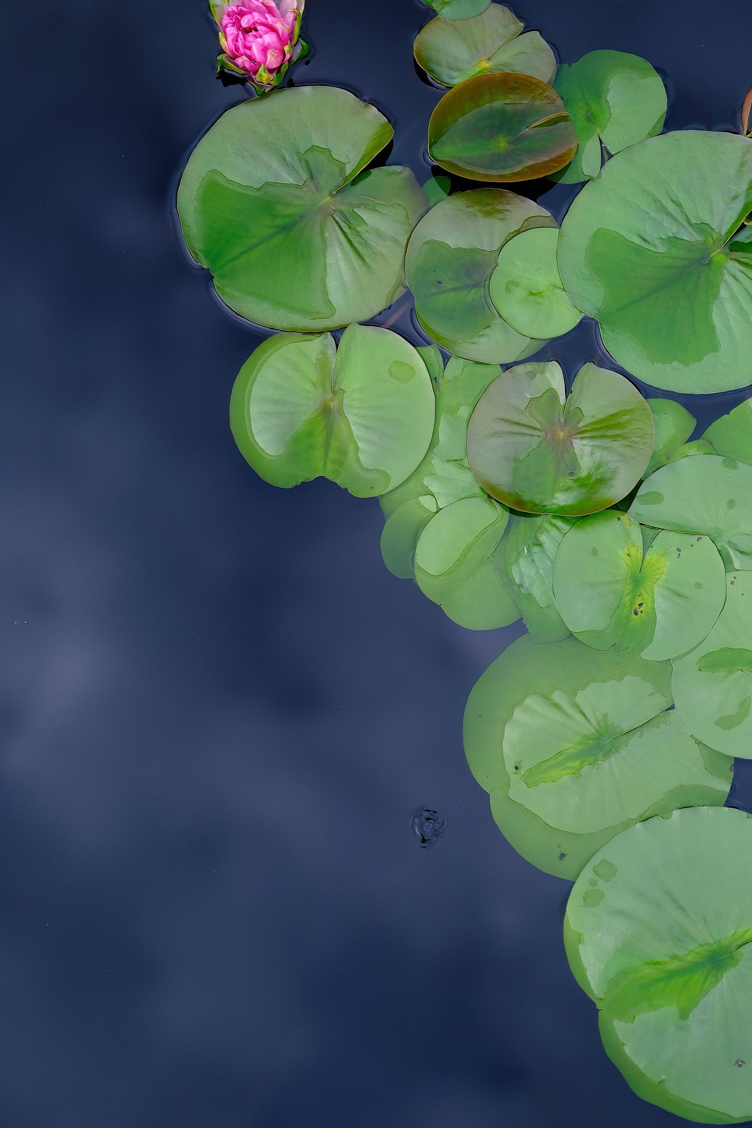 Overhead image of a magenta Hard Water Lily