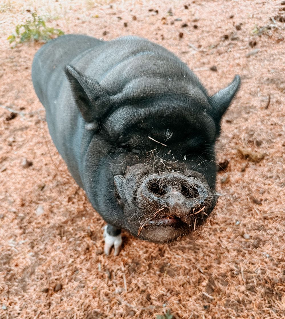 Black pot-bellied pig foraging in dirt and leaves.