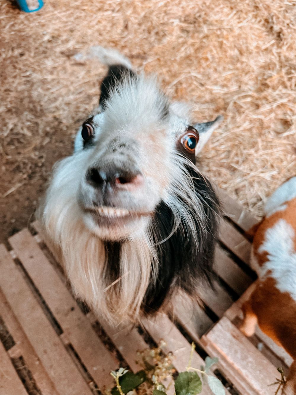 Close-up shots of a goat's face showing its expressive features.
