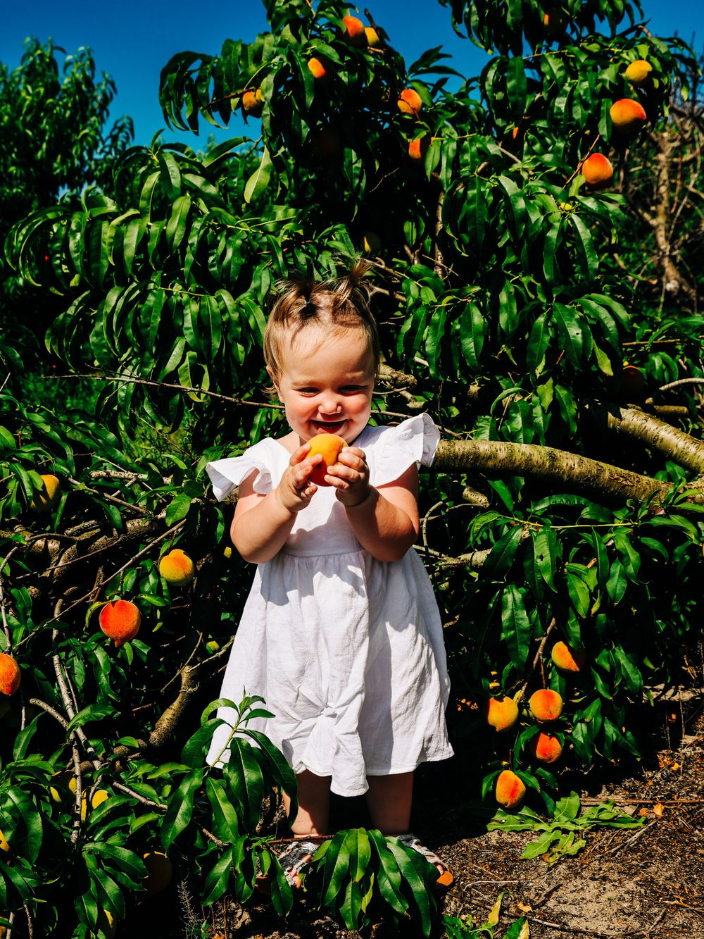 Small child in white dress enjoying fresh fruit while standing in an orchard filled with ripe peaches.