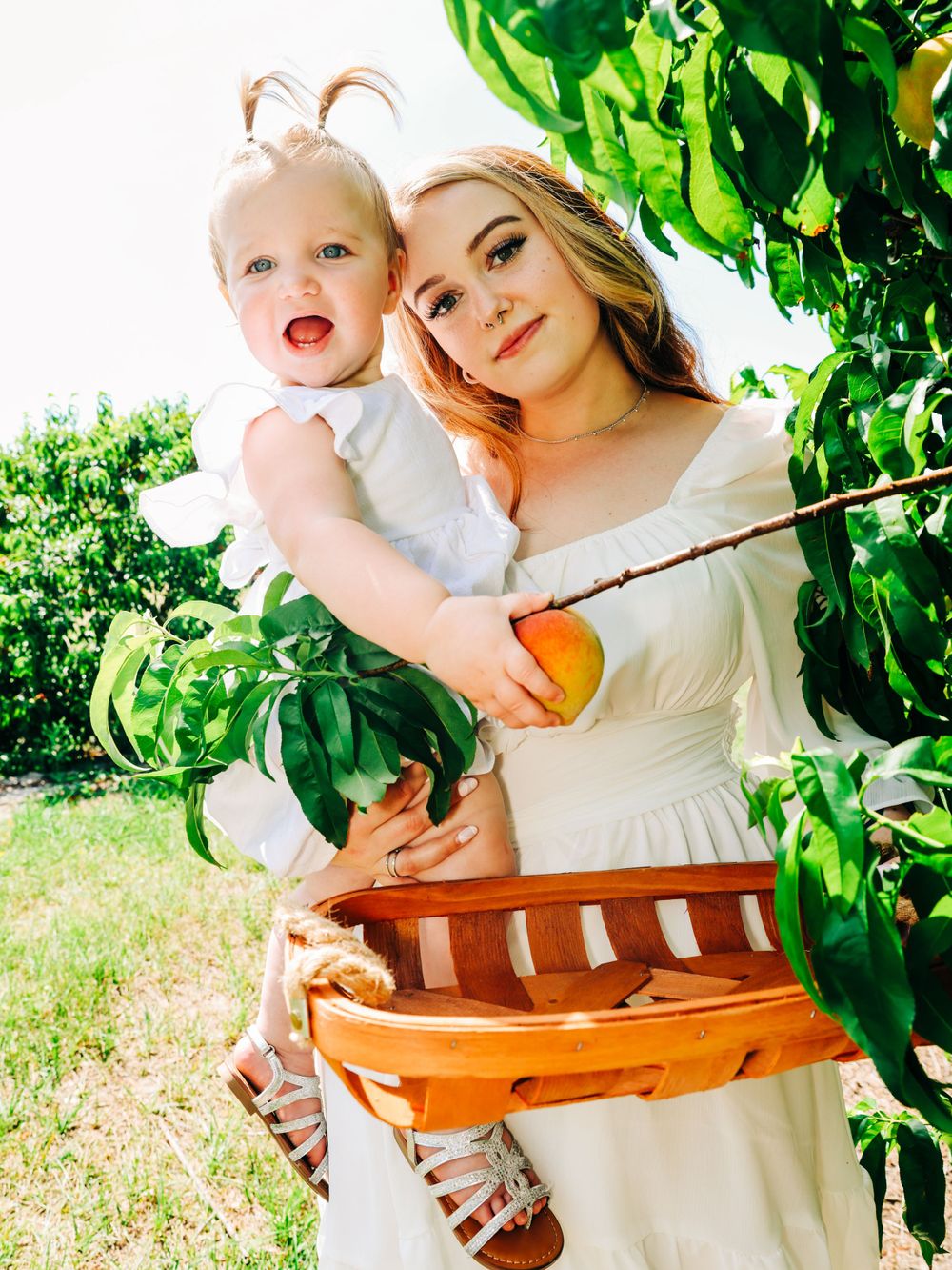 A peaceful scene in a citrus garden with wooden basket gathering fresh fruit on a sunny day.