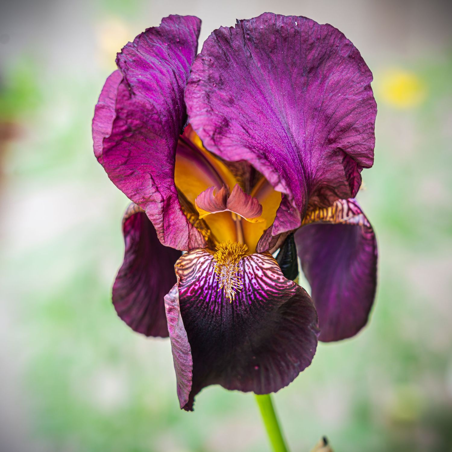 Lily Flower