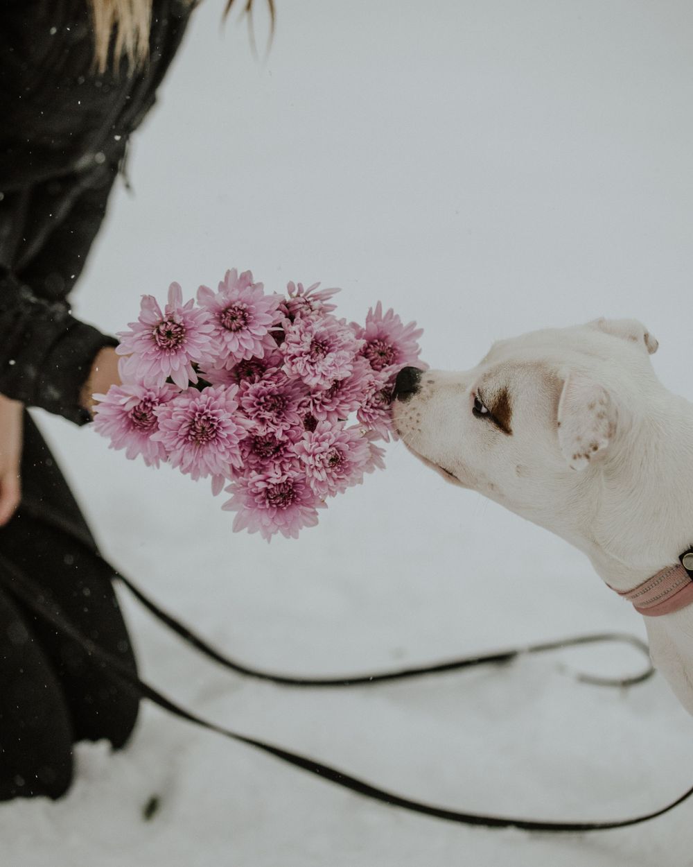 White dog sniffing pink chrysanthemum flowers held by someone in black winter clothing.