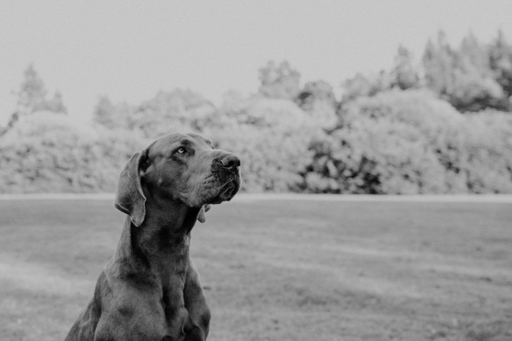 A gray dog looks up attentively in black and white portrait style.