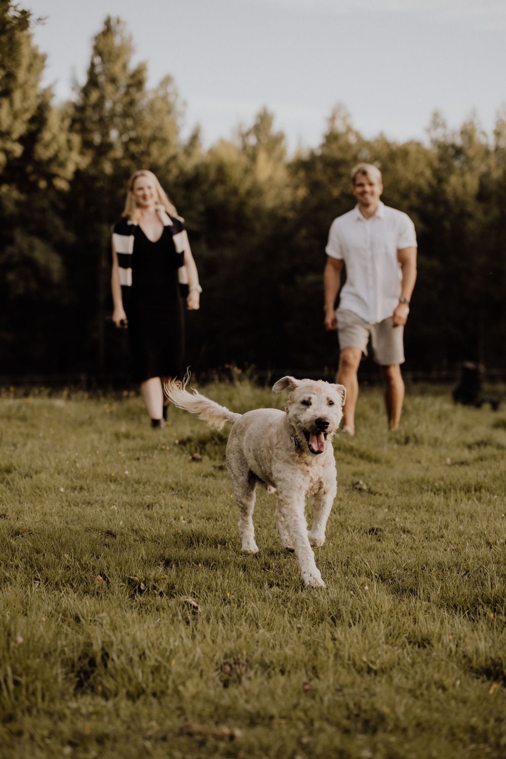 Happy dog runs through grassy field with owners following behind at sunset.