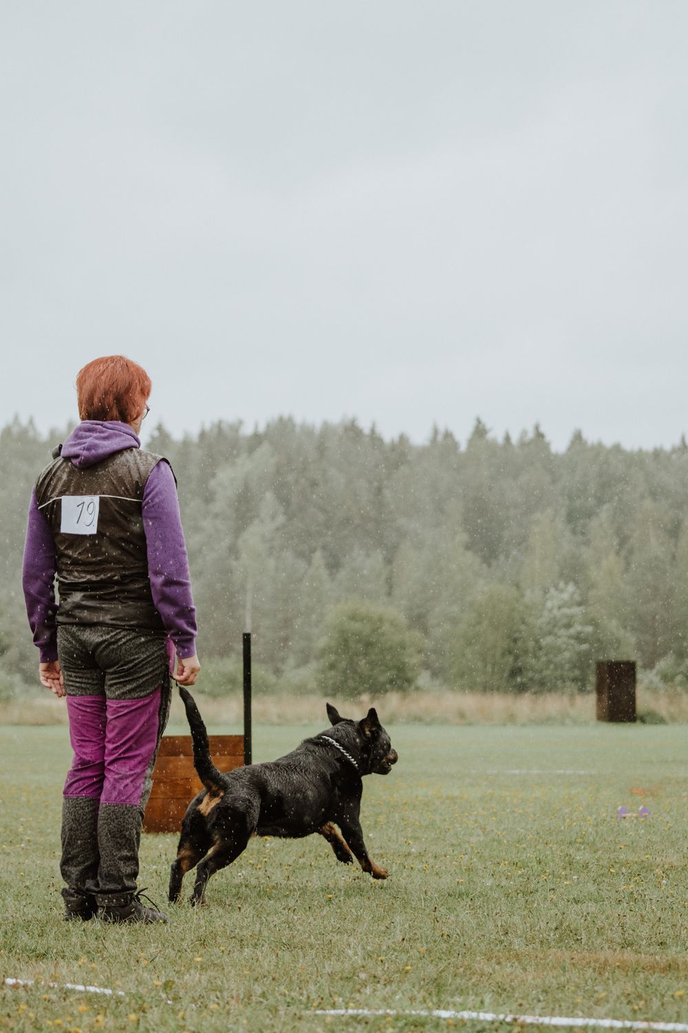 A dog handler in purple clothing works with a black dog in an open field with forest backdrop.