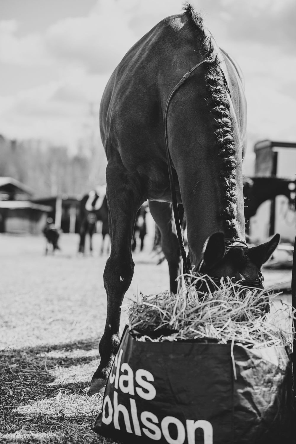 A horse eating hay from a black adidas ohlson bag in a black and white outdoor setting.