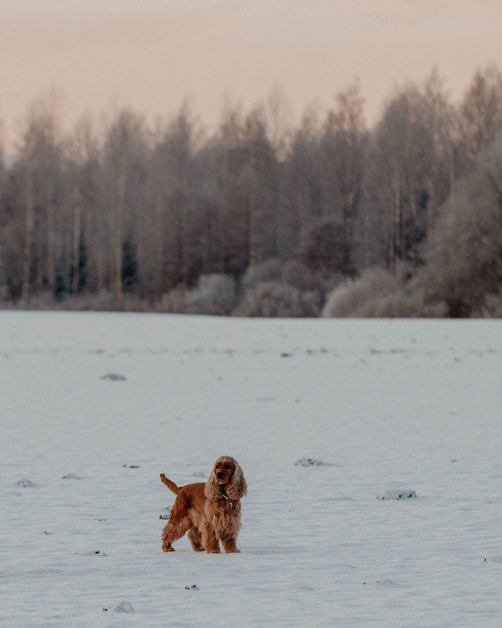 Brown dog running through snowy field with frost-covered trees in the distance.