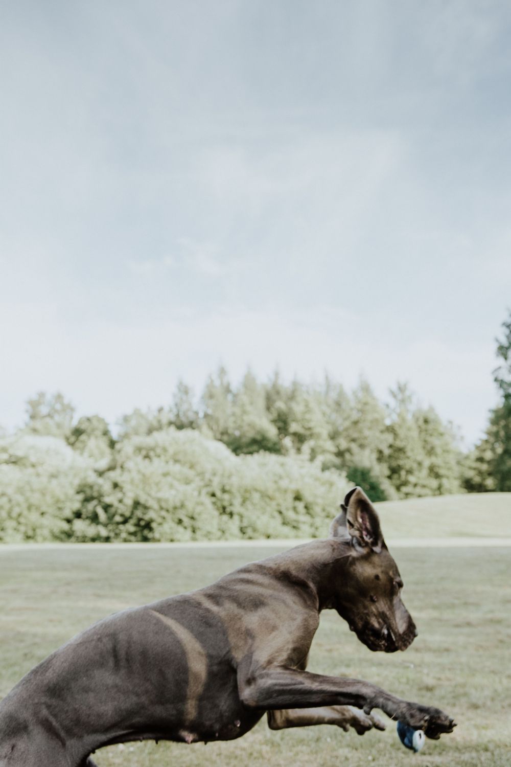 A sleek gray dog stretches playfully on grass with trees in background.