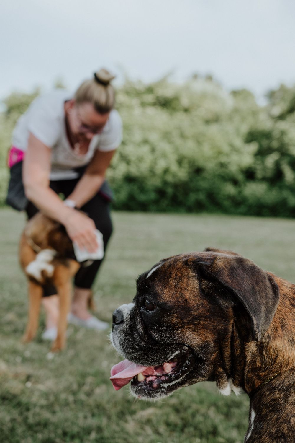 A boxer dog with happy expression while being given water or treats in an outdoor grassy setting.
