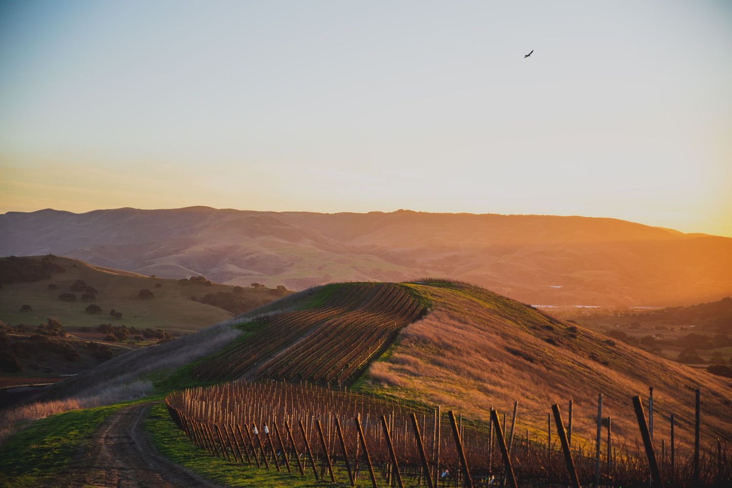 John Sebastiano Vineyard at sunset