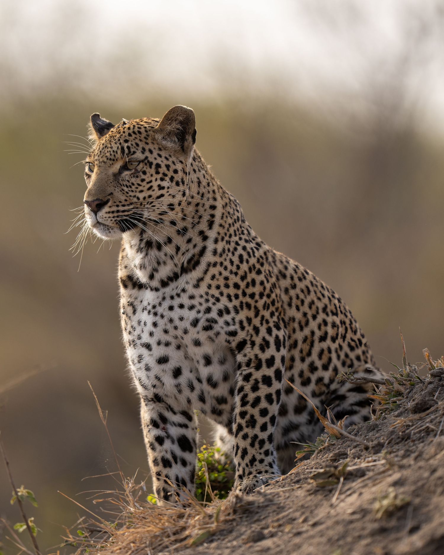 Leopard perches alertly on rocky outcrop scanning surroundings in natural habitat.