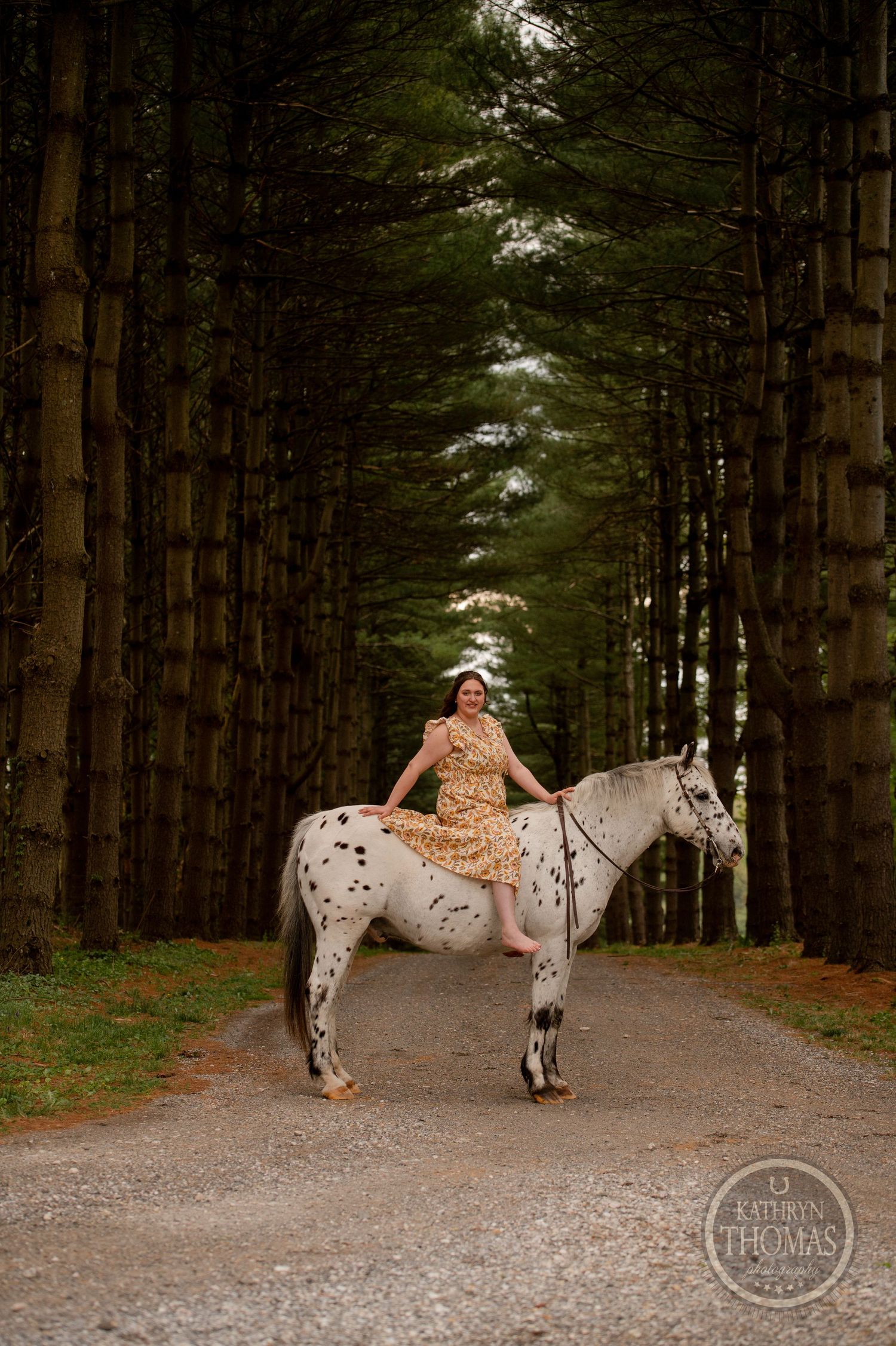 A majestic spotted horse stands on a path through towering pine trees.