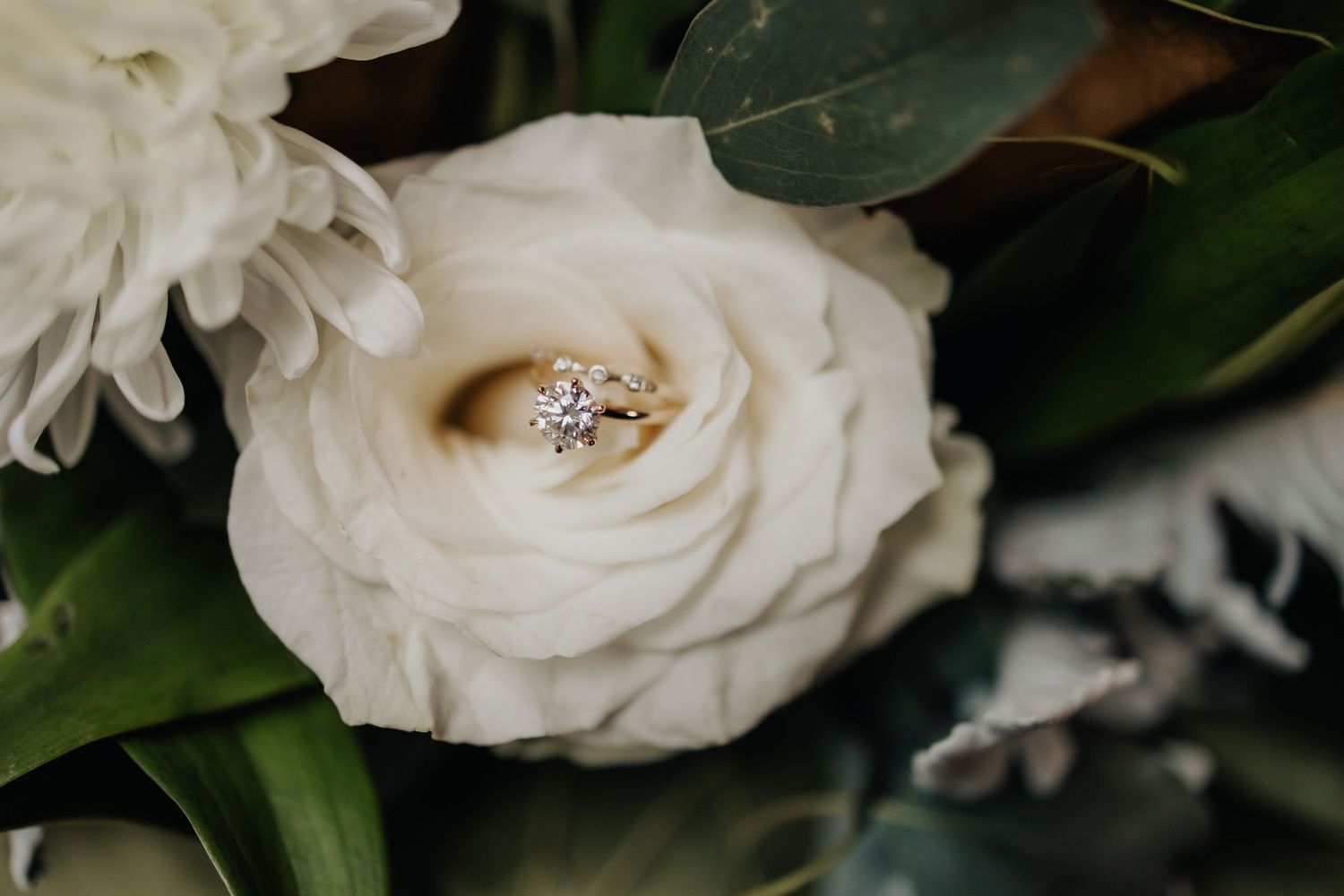 Close-up of delicate white roses with soft petals and green foliage in natural lighting.