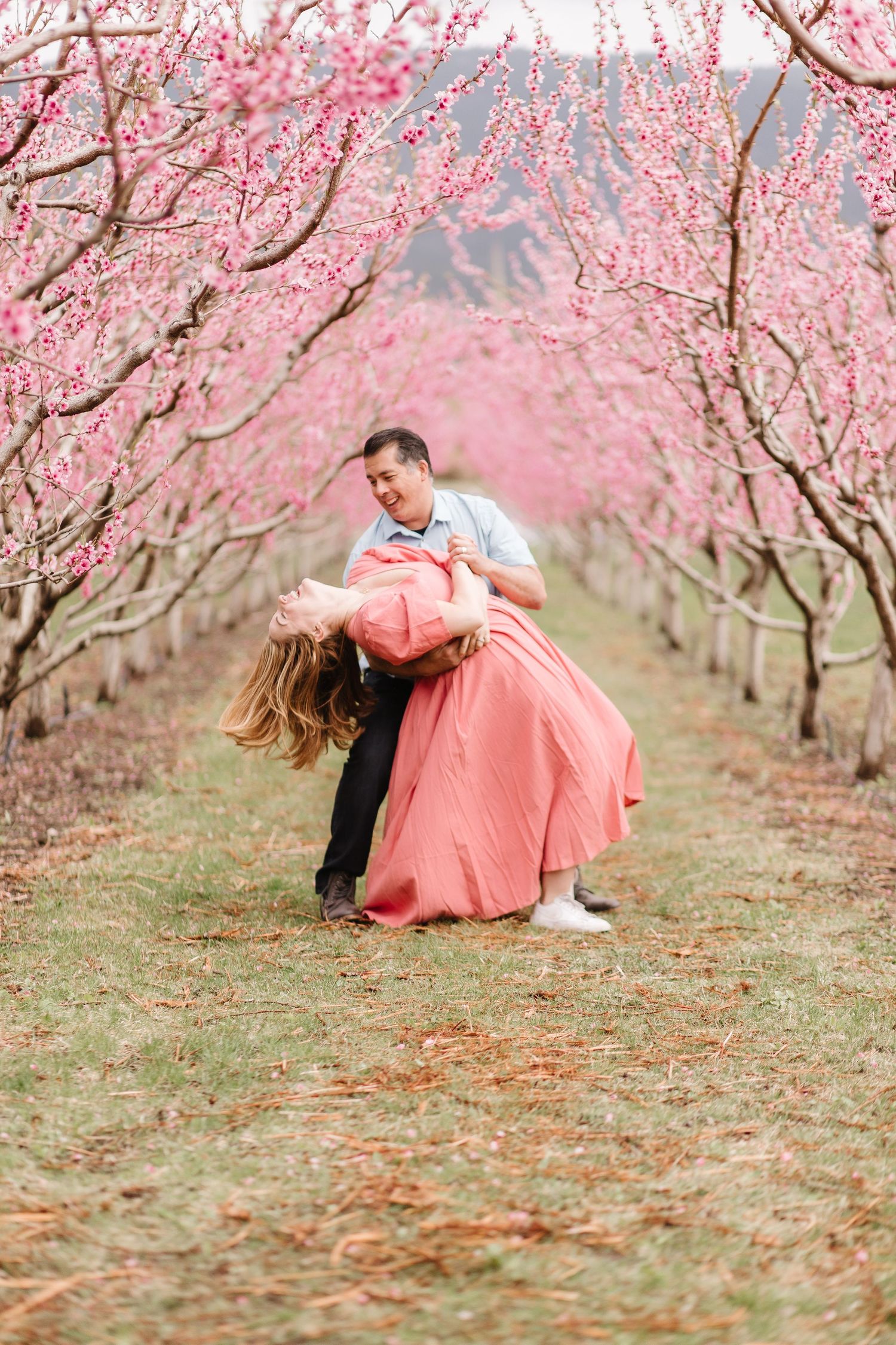 Romantic couple poses together under blooming pink cherry blossom trees in an orchard.
