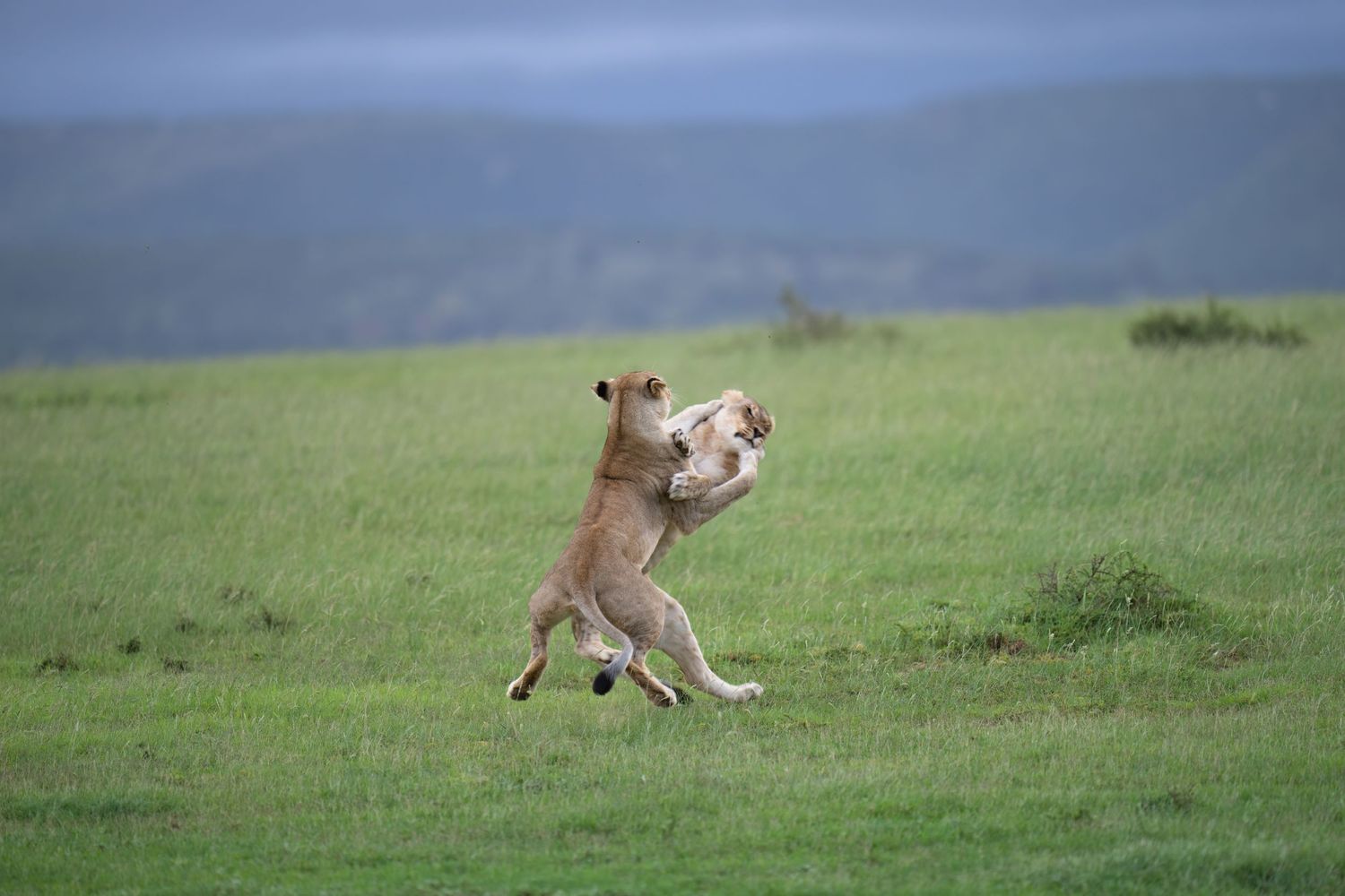Lions resting in grass on African savanna during daytime.