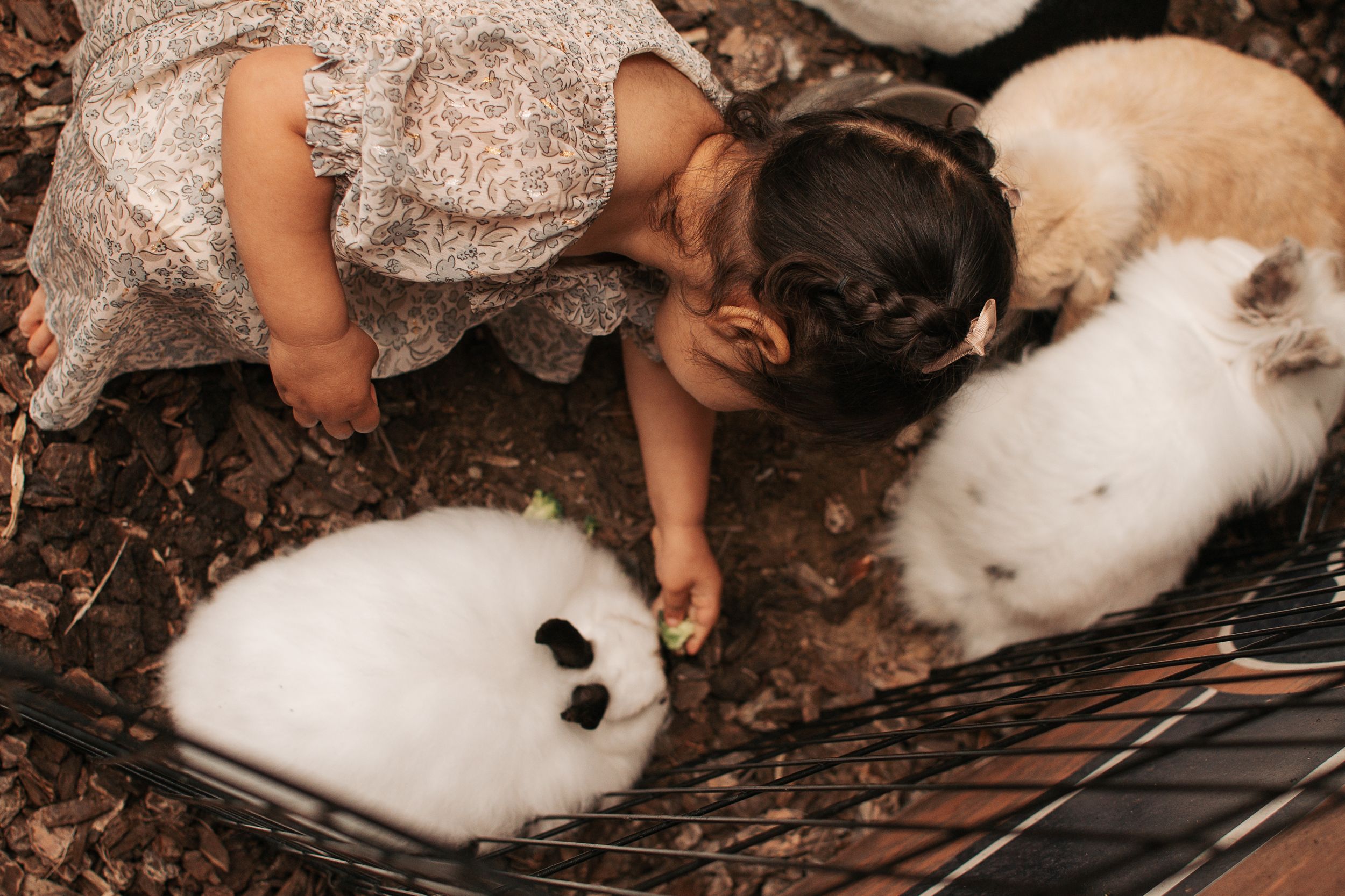 A gentle interaction with fluffy white rabbits in a garden setting.
