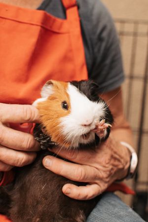 Small guinea pig being gently held and petted by hands in orange clothing.