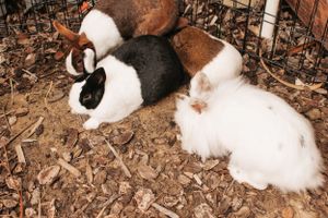 Rabbits resting together on brown mulch ground outdoors.