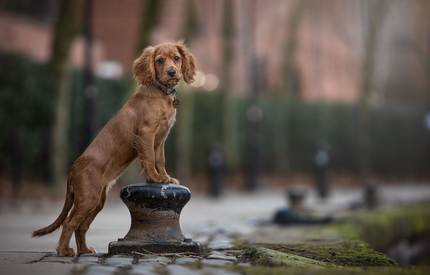 manchester pet photographer