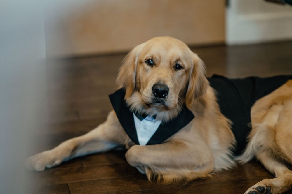 Gus the Golden