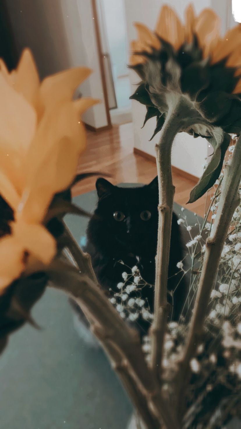 Meet Morgan | Austin Editorial \u0026 Documentary Wedding Photographer - Morgan  Elise is a destination wedding photographer creating timeless, romantic  imagery for couples in Hawaii, Austin, and beyond, image size:828x1472