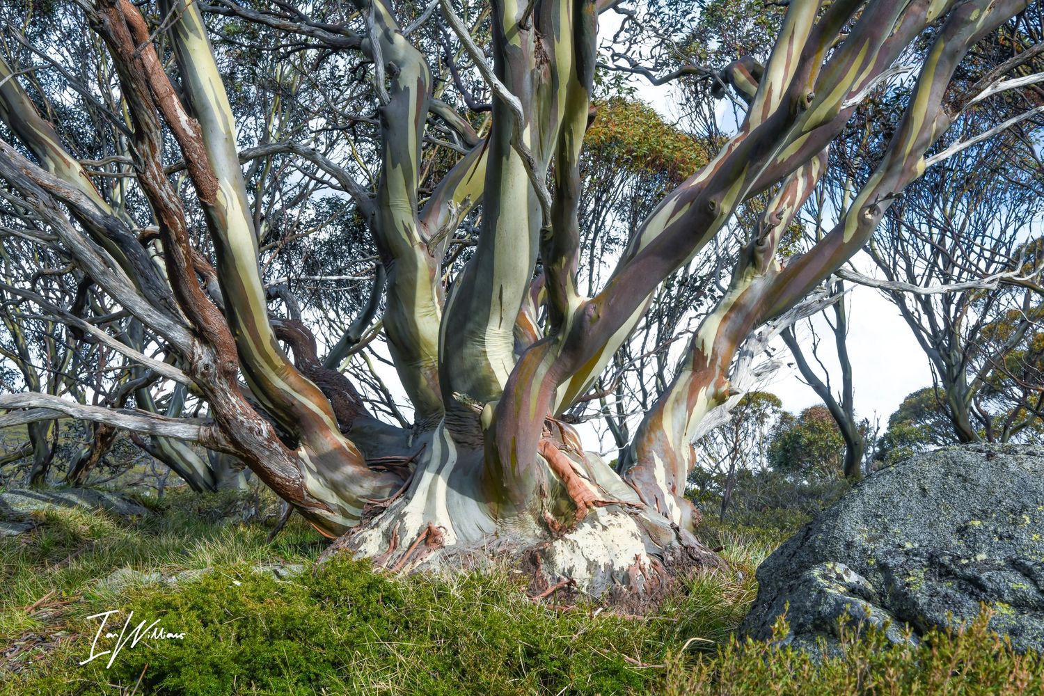 Snow gum