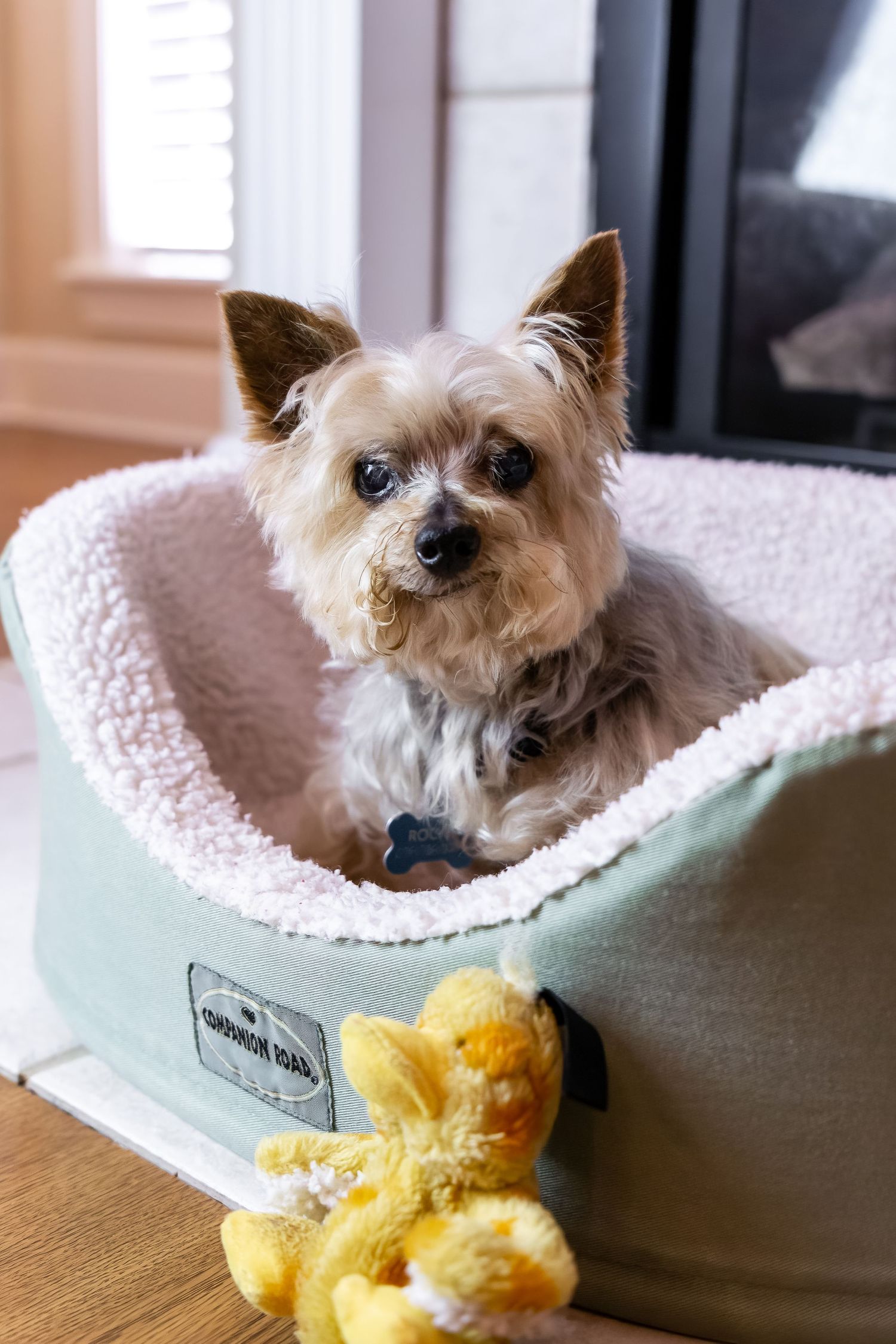 Fur kid portrait, Yorkie dog