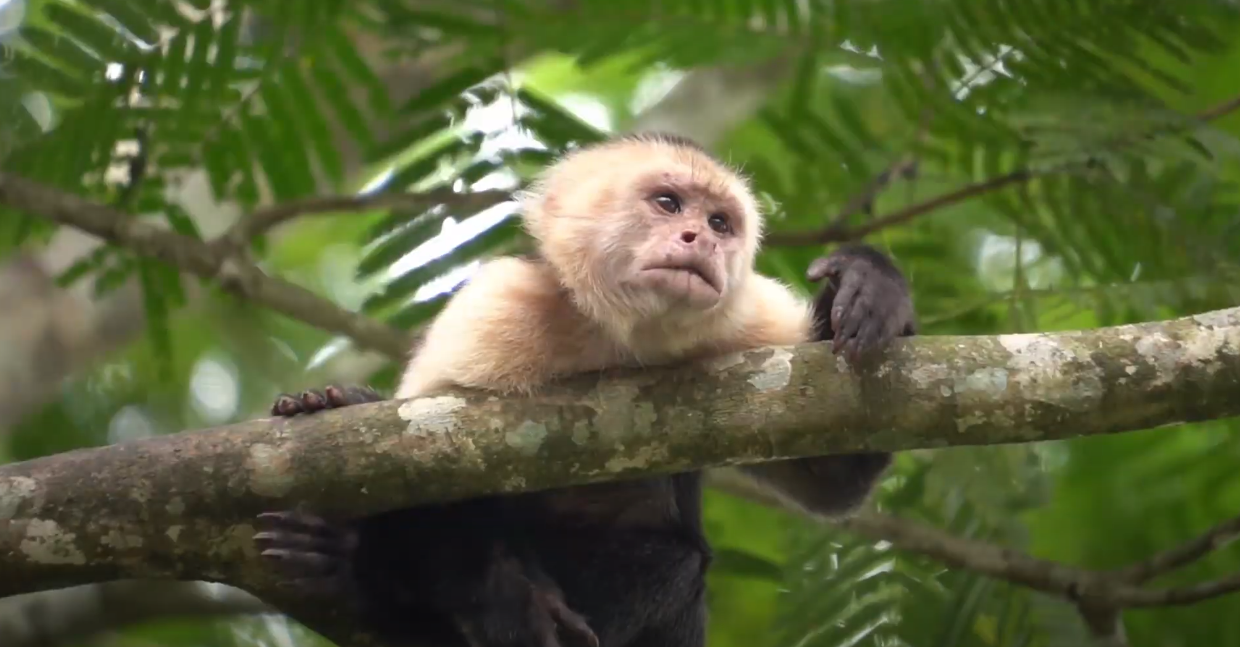 A white-faced capuchin monkey rests on a tree branch surrounded by lush green foliage.