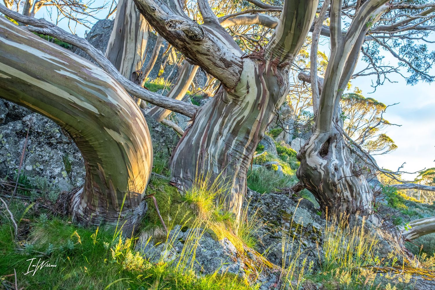 Ancient snow gum